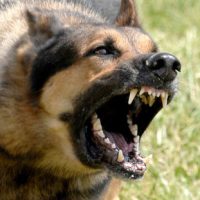 dangerous dog dangerous dog