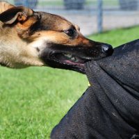 DogBite DogBite