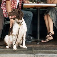 DogRestaurant DogRestaurant