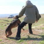 Dog biting a man's arm – psychological trauma after a dog attack