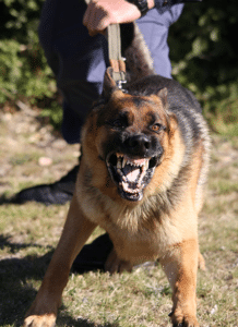 Seattle Dog Bite Lawyer